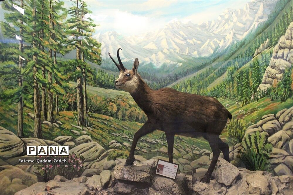 موزه حیات وحش پارک پردیسان تهران