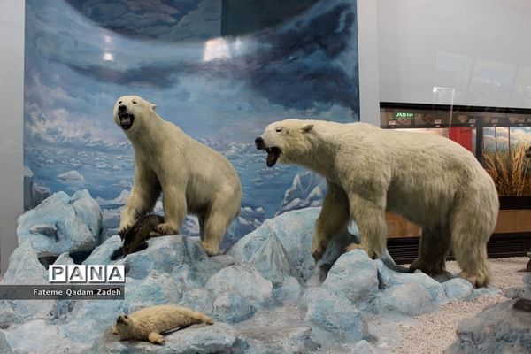 موزه حیات وحش پارک پردیسان تهران