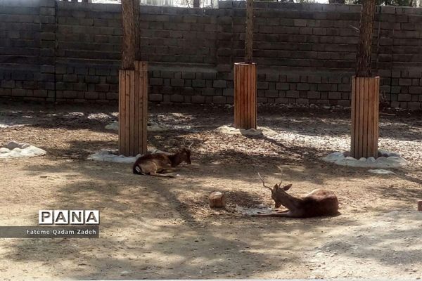 باغ وحش ارم تهران