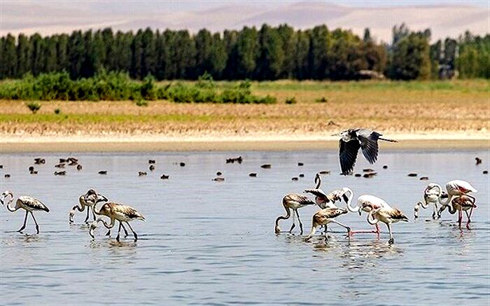 آبگیری ۱۰۰ درصدی تالاب آق گل ملایر
