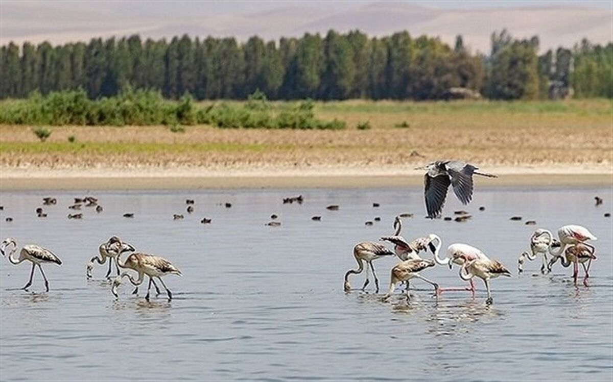 آبگیری ۱۰۰ درصدی تالاب آق گل ملایر