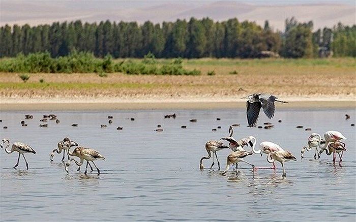 آبگیری ۱۰۰ درصدی تالاب آق گل ملایر