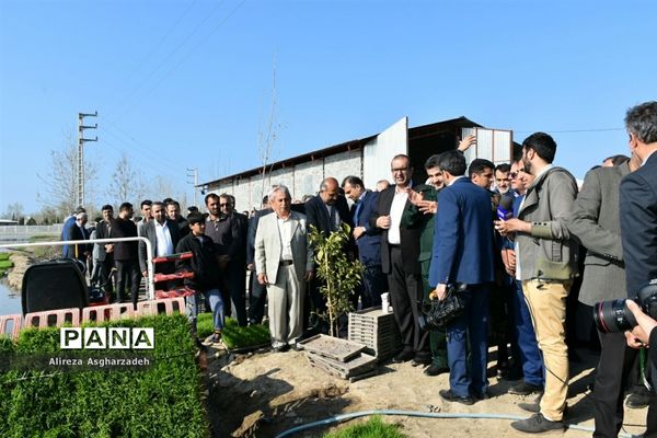 آیین اولین نشاء مکانیزه برنج کشور در روستای باقرتنگه بابلسر