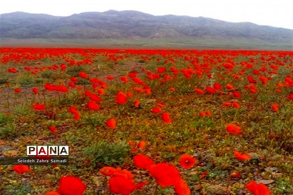 دشت شقایق شهرستان ملارد