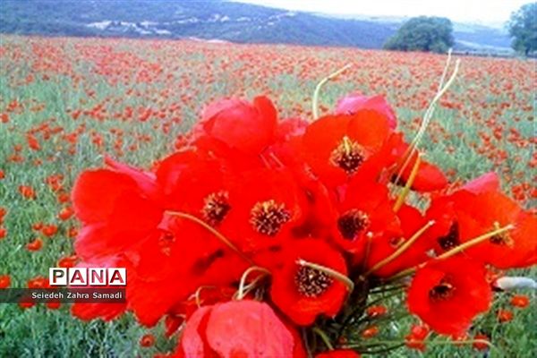 دشت شقایق شهرستان ملارد