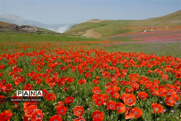 دشت شقایق شهرستان ملارد