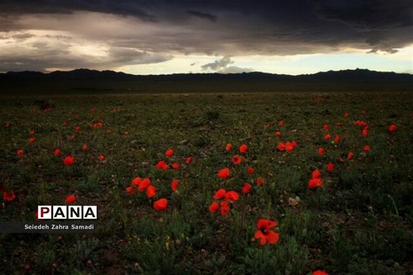 دشت شقایق شهرستان ملارد