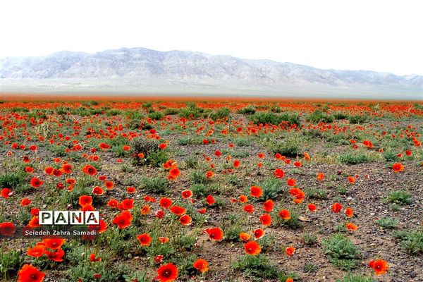 دشت شقایق شهرستان ملارد