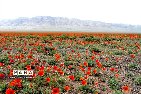دشت شقایق شهرستان ملارد