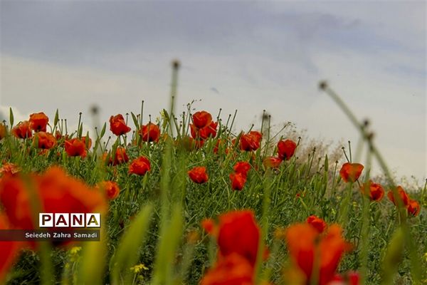 دشت شقایق شهرستان ملارد