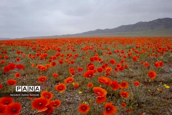 دشت شقایق شهرستان ملارد