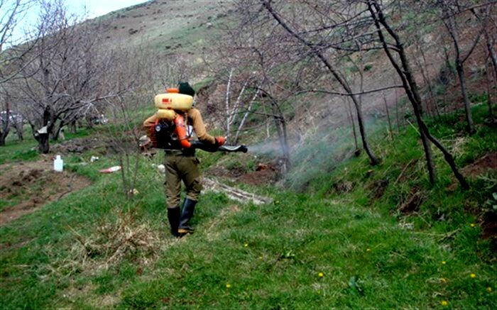 مبارزه با آفت ملخ در سطح ۱۰۰۰هکتار از اراضی کشاورزی شهرستان قزوین