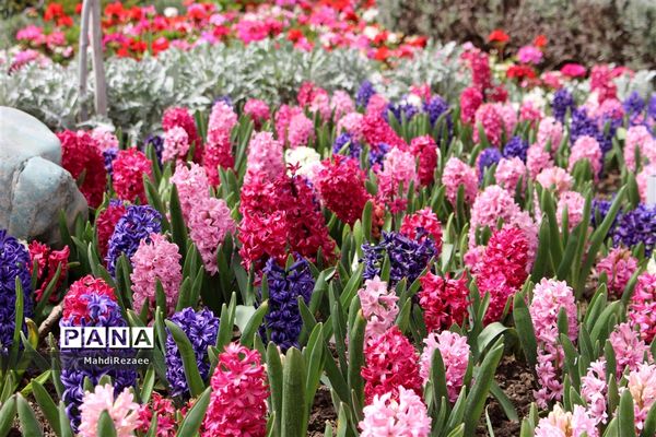 باغ لاله های کرج