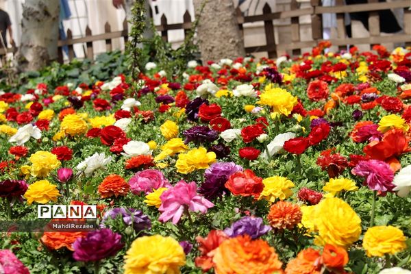 باغ لاله های کرج