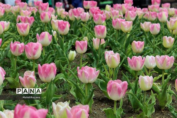 باغ لاله های کرج