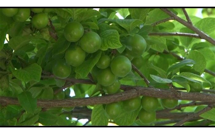 قیمت نوبرانه‌ها در میادین میوه و تره‌بار