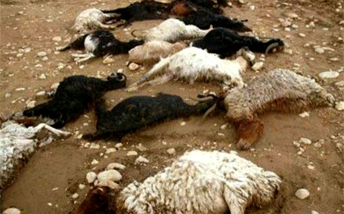 تلف شدن 24 هزار راس دام سبک و سنگین کشور بر اثر سیلاب