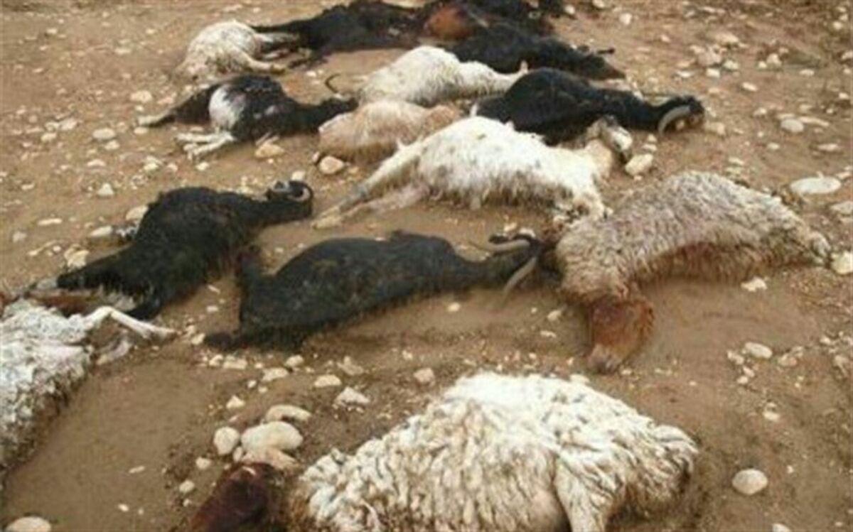 تلف شدن 24 هزار راس دام سبک و سنگین کشور بر اثر سیلاب