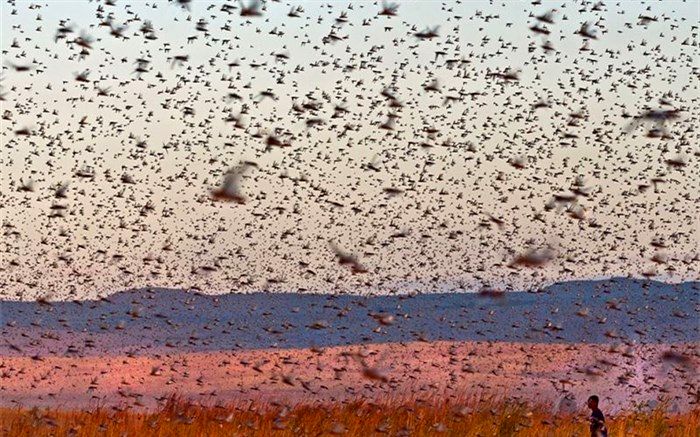 حمله ملخ‌ها را سیاسی نکنید!