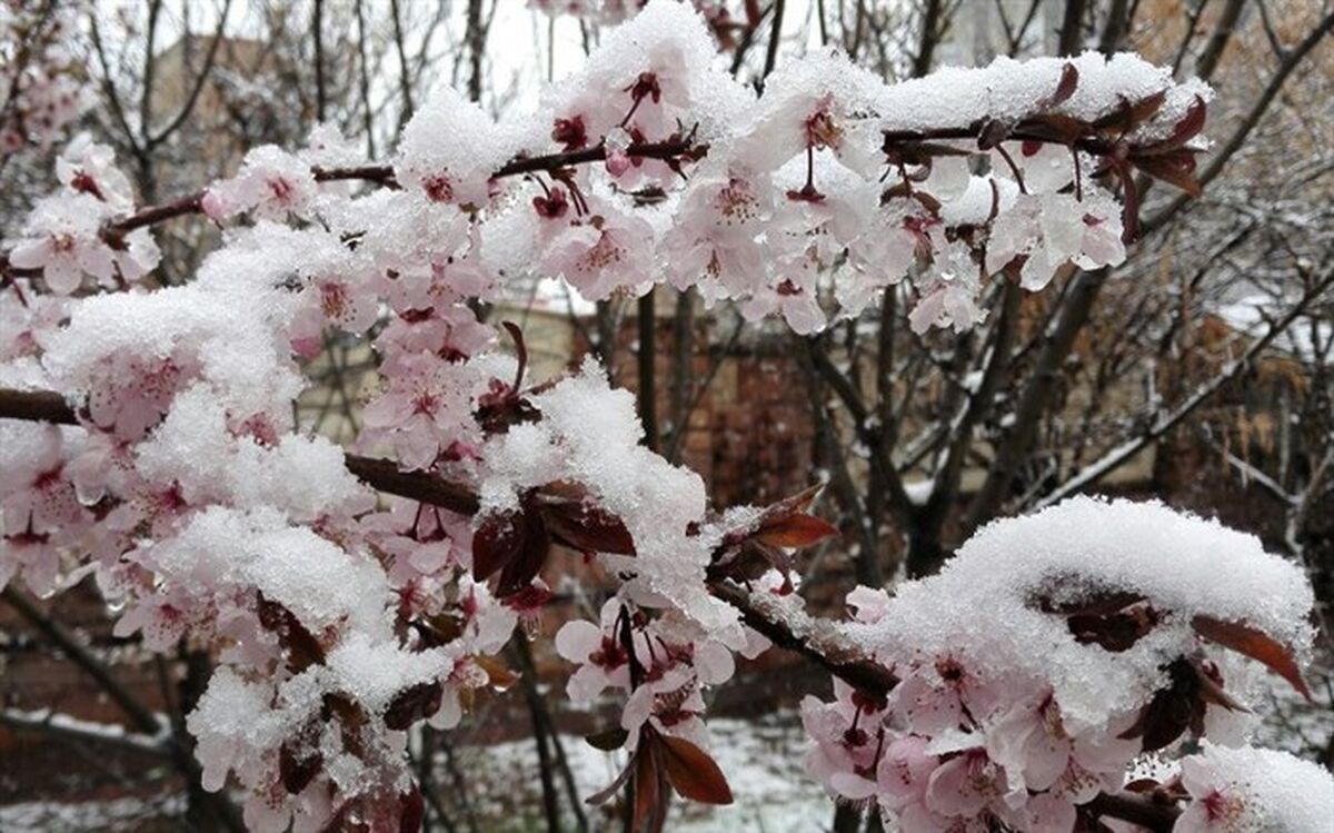 سرما 744 میلیارد ریال به بخش کشاورزی میاندوآب خسارت زد