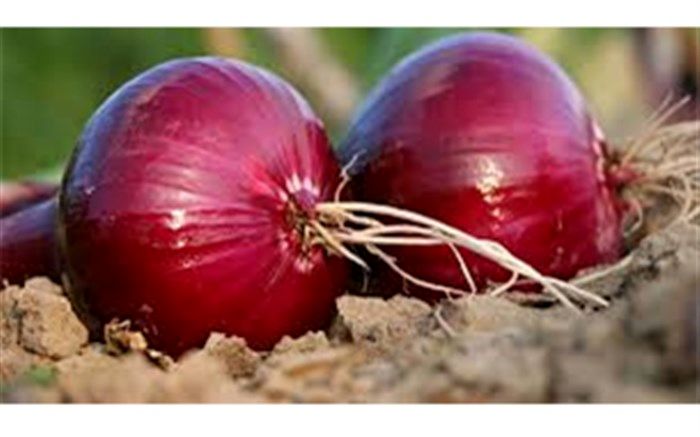 پیاز 1000 تومان ارزان شد