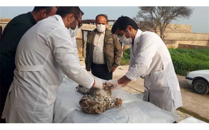 گرسنگی علت مرگ توله پلنگ های تلف شده درکهگیلویه وبویراحمد اعلام شد