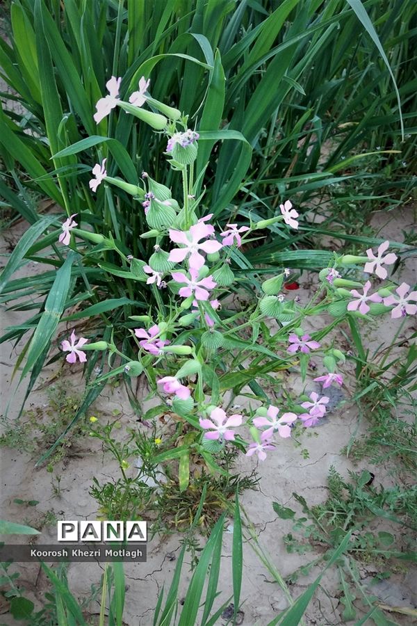 طبیعت زیبای دشت بَرم کازرون