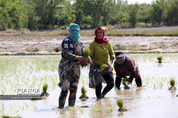 نخستین نشاکاری روستای لیمون شهرستان ساری