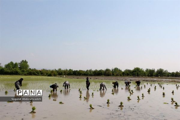 نخستین نشاکاری روستای لیمون شهرستان ساری