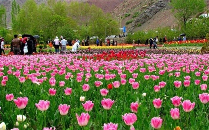 برگزاری جشنواره لاله ها در گچسر البرز