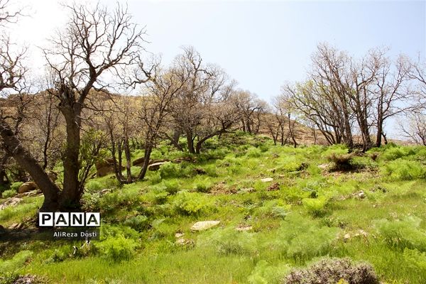 طبیعت زیبای تنگه سرخ سپیدان و یاسوج