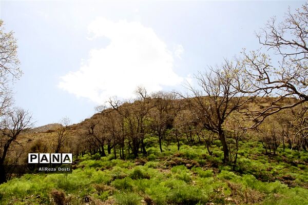 طبیعت زیبای تنگه سرخ سپیدان و یاسوج