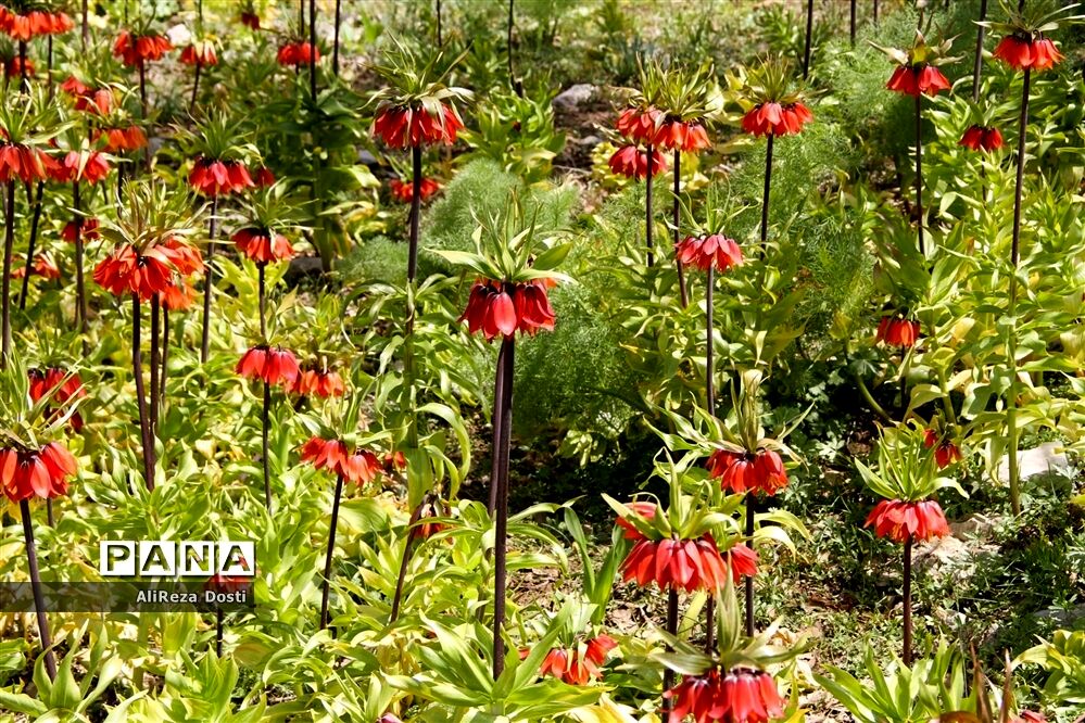 طبیعت زیبای تنگه سرخ سپیدان و یاسوج