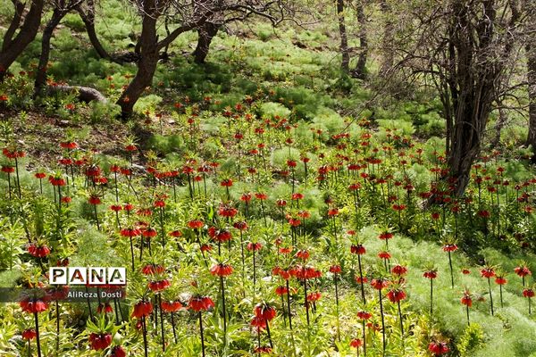 طبیعت زیبای تنگه سرخ سپیدان و یاسوج