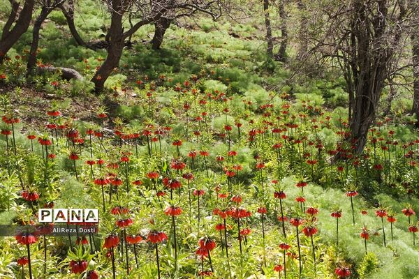 طبیعت زیبای تنگه سرخ سپیدان و یاسوج
