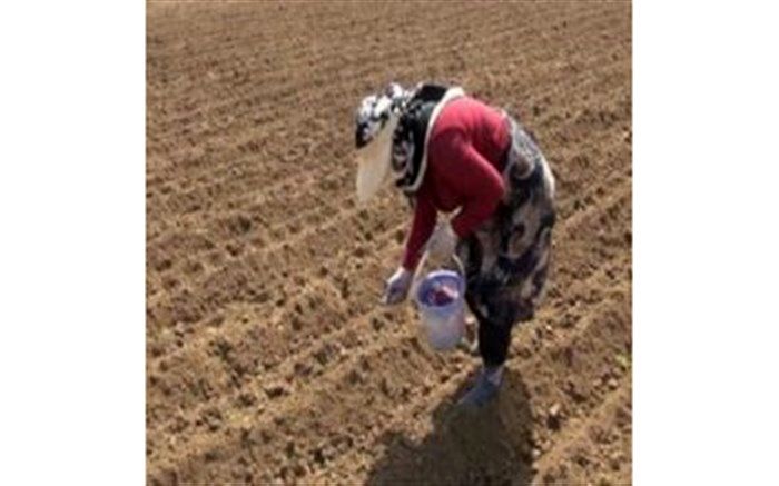 آغاز کشت بادام زمینی در گیلان