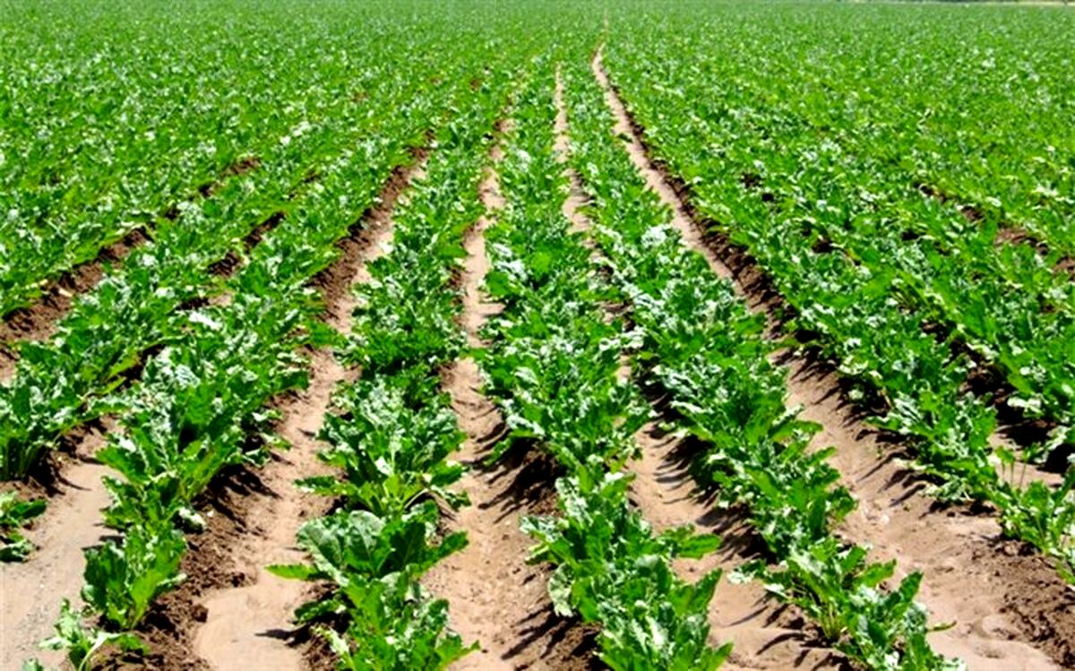 کشت چغندر قند در سطح۲۷۰ هکتار از مزارع کشاورزی شهرستان قزوین آغاز شد