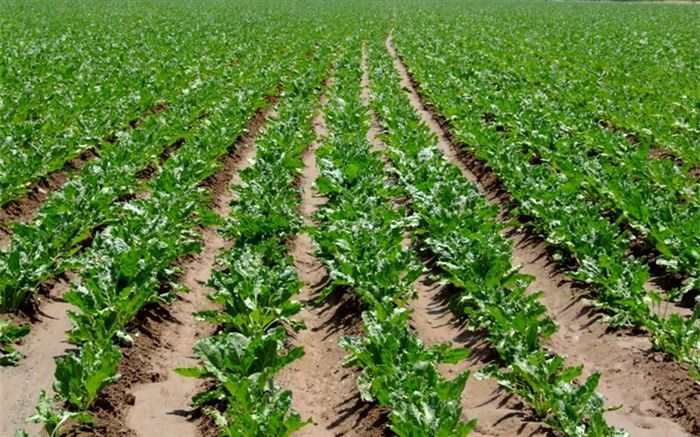 کشت چغندر قند در سطح۲۷۰ هکتار از مزارع کشاورزی شهرستان قزوین آغاز شد
