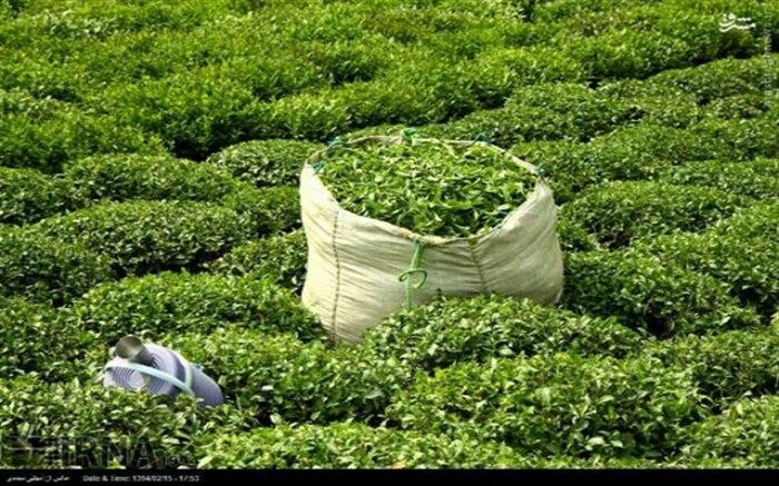 محققان پژوهشکده چای، نهال جدید تولید می کنند