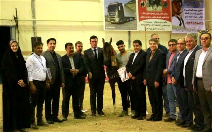 جشنواره مسابقات زیبایی اسب اصیل عرب برگزار شد