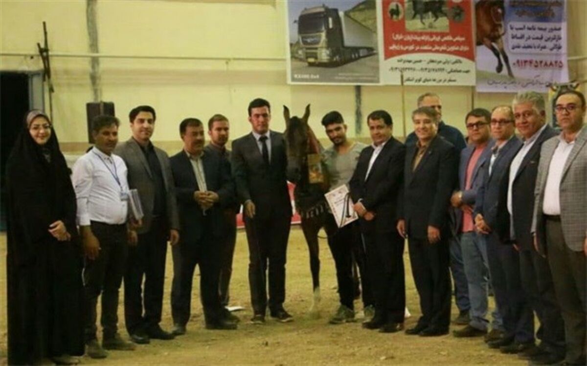 جشنواره مسابقات زیبایی اسب اصیل عرب برگزار شد