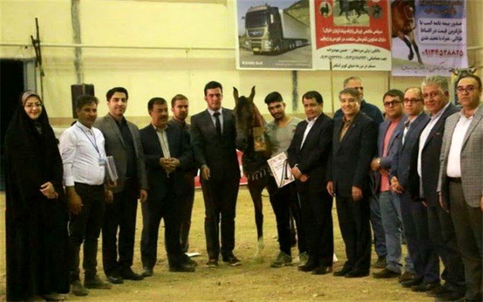 جشنواره مسابقات زیبایی اسب اصیل عرب برگزار شد