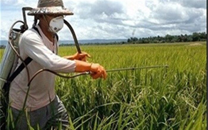 مبارزه با علف های هرز در مزارع غلات آذربایجان غربی از مرز ۱۶۶ هزارهکتار گذشت