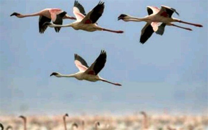 یک قدم تا انقراض چهار گونه پرنده در کشور