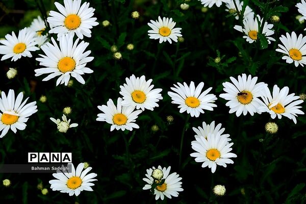 باغ گیاه شناسی ملی ایران