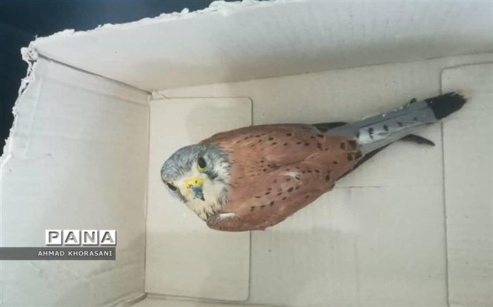 یک بهله پرنده شکاری دلیجه در شهرستان لالی به دامان طبیعت بازگشت