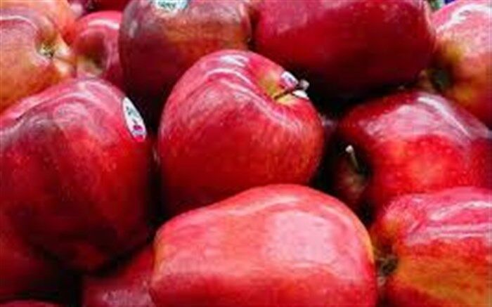 یارانه صادراتی به صادر کنندگان سیب درختی آذربایجان غربی پرداخت می‌شود
