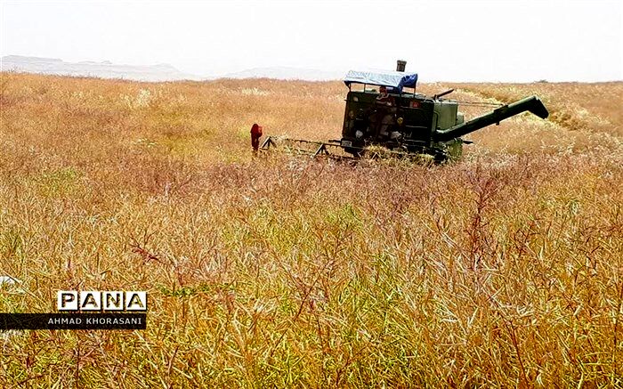 آغاز عملیات برداشت جو و دانه روغنی کلزا از مزارع شهرستان لالی