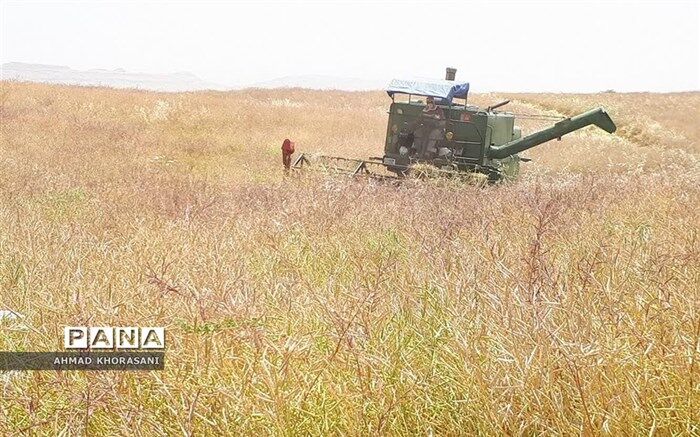 آغاز عملیات برداشت جو و دانه روغنی کلزا از مزارع شهرستان لالی