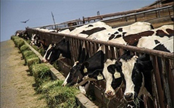 عشایر آذربایجان غربی ۶۸ هزار تن فرآورده‌های دامی تولید می‌کنند